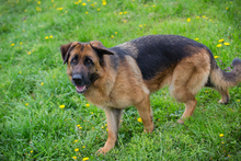 FLORA, Hund, Mischlingshund in Kroatien - Bild 4