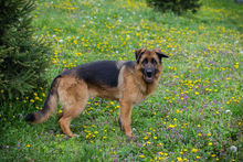 FLORA, Hund, Mischlingshund in Kroatien - Bild 5