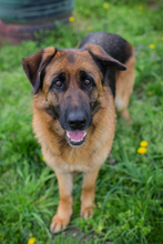 FLORA, Hund, Mischlingshund in Kroatien - Bild 6