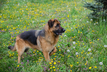FLORA, Hund, Mischlingshund in Kroatien - Bild 7