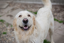 CHADOW, Hund, Mischlingshund in Kroatien - Bild 1