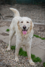CHADOW, Hund, Mischlingshund in Kroatien - Bild 2