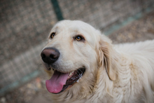 CHADOW, Hund, Mischlingshund in Kroatien - Bild 3