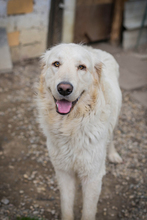 CHADOW, Hund, Mischlingshund in Kroatien - Bild 4
