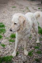 CHADOW, Hund, Mischlingshund in Kroatien - Bild 5
