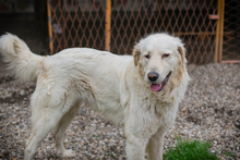 CHADOW, Hund, Mischlingshund in Kroatien - Bild 6