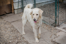 CHADOW, Hund, Mischlingshund in Kroatien - Bild 7