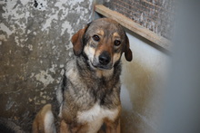 AIRA, Hund, Mischlingshund in Griechenland