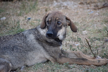 AIRA, Hund, Mischlingshund in Griechenland - Bild 2