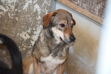 AIRA, Hund, Mischlingshund in Griechenland - Bild 4