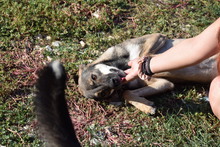 AIRA, Hund, Mischlingshund in Griechenland - Bild 5