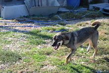 AIRA, Hund, Mischlingshund in Griechenland - Bild 6
