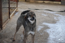 AIRA, Hund, Mischlingshund in Griechenland - Bild 7