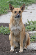 INIMA, Hund, Mischlingshund in Rumänien
