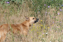 INIMA, Hund, Mischlingshund in Rumänien - Bild 2