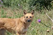 INIMA, Hund, Mischlingshund in Rumänien - Bild 3