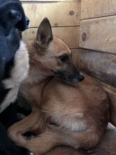 INIMA, Hund, Mischlingshund in Rumänien - Bild 4