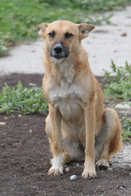 INIMA, Hund, Mischlingshund in Rumänien - Bild 5