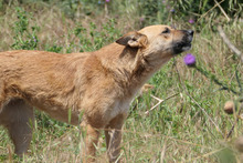 INIMA, Hund, Mischlingshund in Rumänien - Bild 6