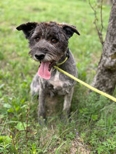 STELI, Hund, Mischlingshund in Rumänien - Bild 1