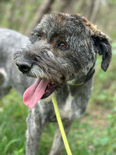 STELI, Hund, Mischlingshund in Rumänien - Bild 2