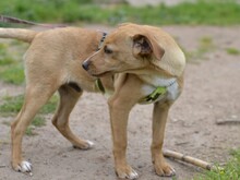 ALDO, Hund, Mischlingshund in Italien - Bild 1