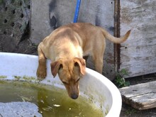 ALDO, Hund, Mischlingshund in Italien - Bild 11