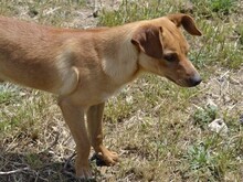 ALDO, Hund, Mischlingshund in Italien - Bild 12