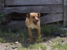ALDO, Hund, Mischlingshund in Italien - Bild 13