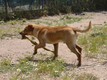 ALDO, Hund, Mischlingshund in Italien - Bild 14