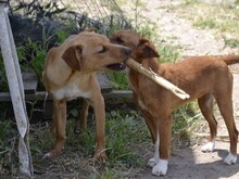 ALDO, Hund, Mischlingshund in Italien - Bild 15