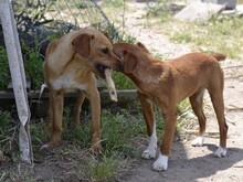 ALDO, Hund, Mischlingshund in Italien - Bild 16