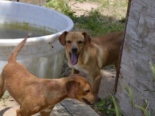 ALDO, Hund, Mischlingshund in Italien - Bild 17