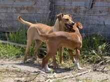 ALDO, Hund, Mischlingshund in Italien - Bild 18