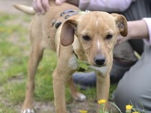 ALDO, Hund, Mischlingshund in Italien - Bild 2