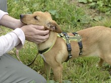 ALDO, Hund, Mischlingshund in Italien - Bild 3