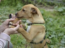 ALDO, Hund, Mischlingshund in Italien - Bild 4