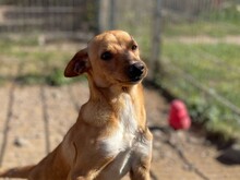 ALDO, Hund, Mischlingshund in Italien - Bild 5
