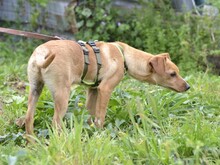 ALDO, Hund, Mischlingshund in Italien - Bild 6