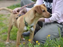 ALDO, Hund, Mischlingshund in Italien - Bild 7