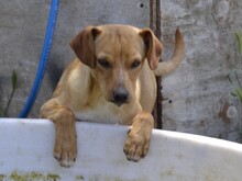 ALDO, Hund, Mischlingshund in Italien - Bild 8