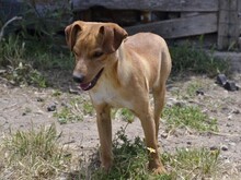 ALDO, Hund, Mischlingshund in Italien - Bild 9