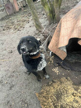TASHA, Hund, Mischlingshund in Rumänien - Bild 10