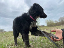 TASHA, Hund, Mischlingshund in Rumänien - Bild 2