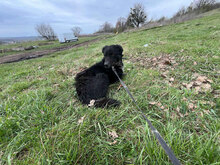 TASHA, Hund, Mischlingshund in Rumänien - Bild 3