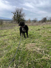 TASHA, Hund, Mischlingshund in Rumänien - Bild 4