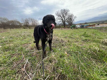 TASHA, Hund, Mischlingshund in Rumänien - Bild 5