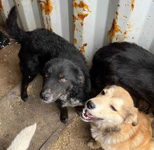 TASHA, Hund, Mischlingshund in Rumänien - Bild 6