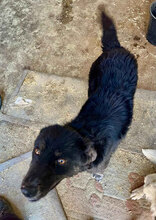 TASHA, Hund, Mischlingshund in Rumänien - Bild 7