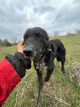 TASHA, Hund, Mischlingshund in Rumänien - Bild 8
